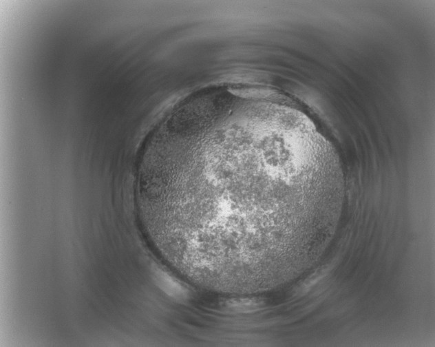 X0000067480445200604150020