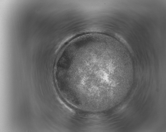 X0000067480625200604150017