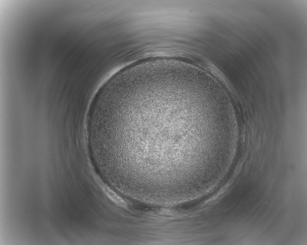 X0000067480787200604150015