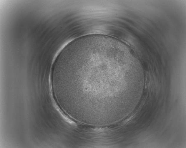 X0000067480796200604150015