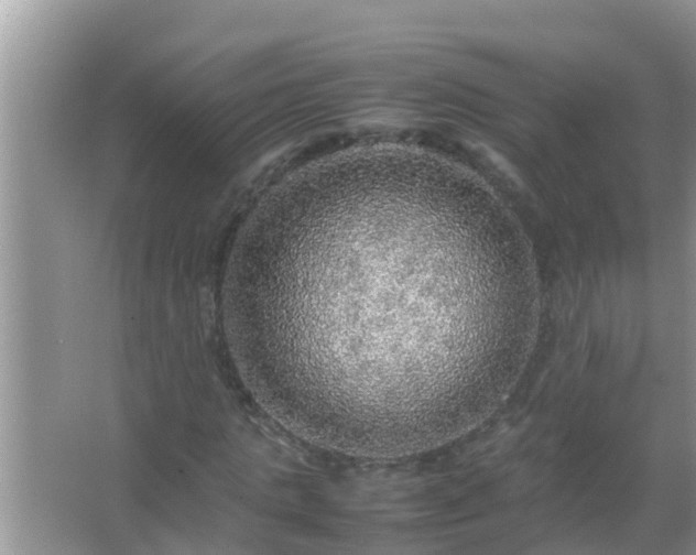 X0000067480821200604150014