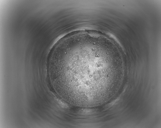 X0000067480829200604150014