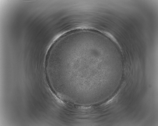 X0000067480831200604150014