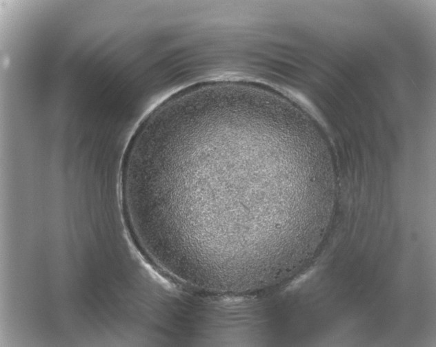 X0000067480839200604150014