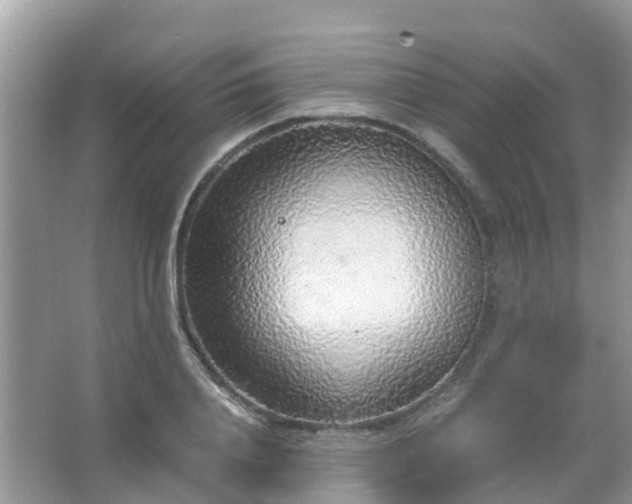 X0000067480840200604150014