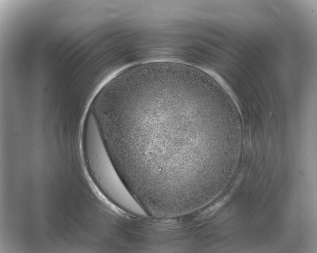 X0000067480957200604150013