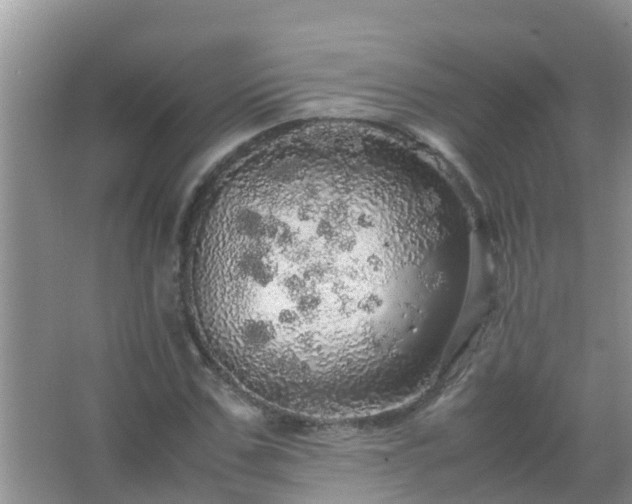 X0000067480971200604150012