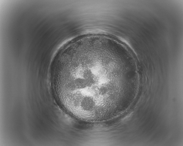 X0000067480979200604150012