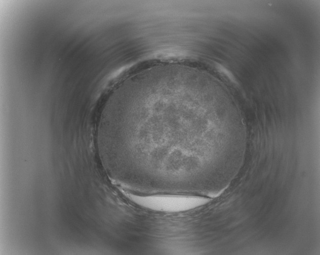 X0000067481016200604150010