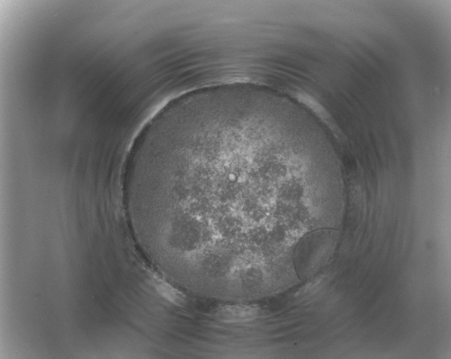 X0000067481023200604150010