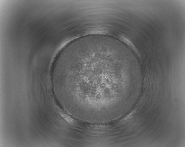 X0000067481027200604150011