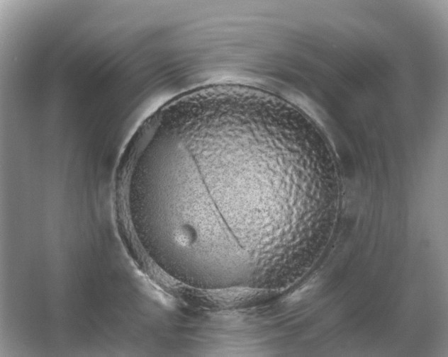 X0000067481048200604150011