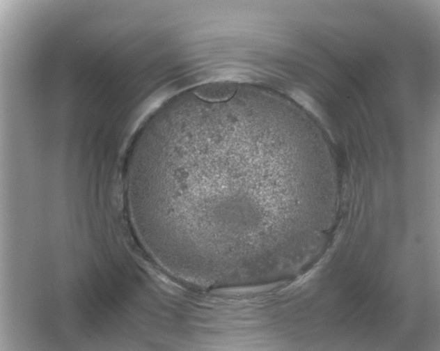 X0000067481067200604150010