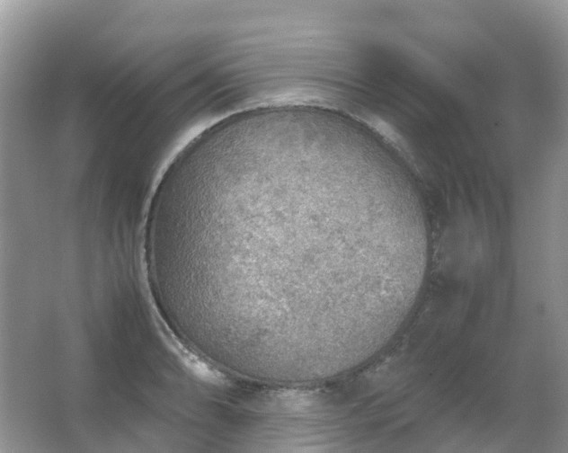 X0000067481086200604150010