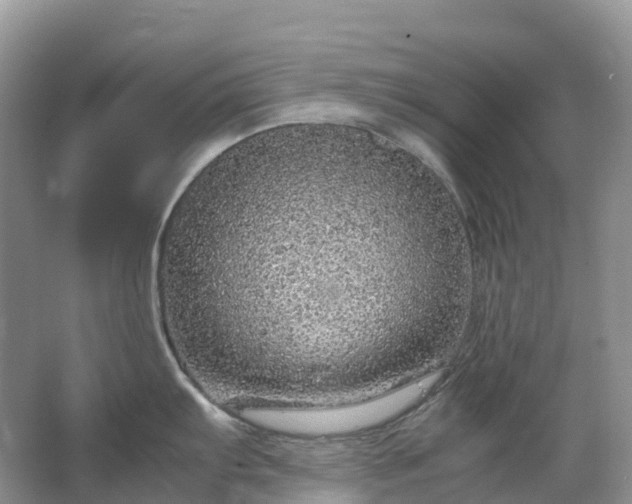 X0000067481103200604150009