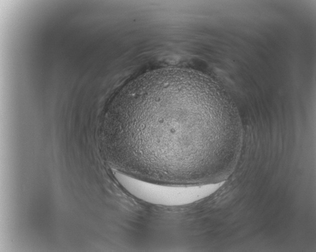 X0000067481105200604150009