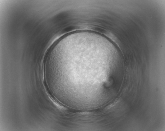 X0000067481127200604150009