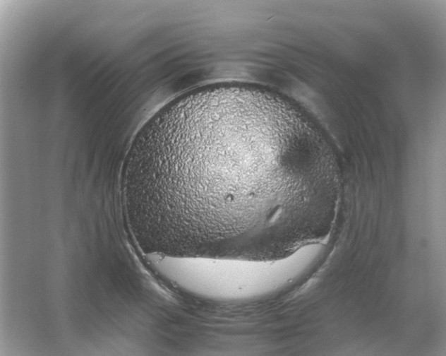 X0000067481129200604150009