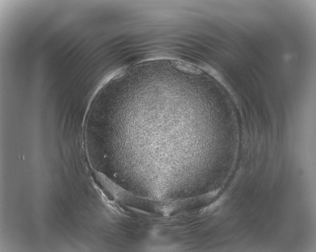 X0000067481145200604150009