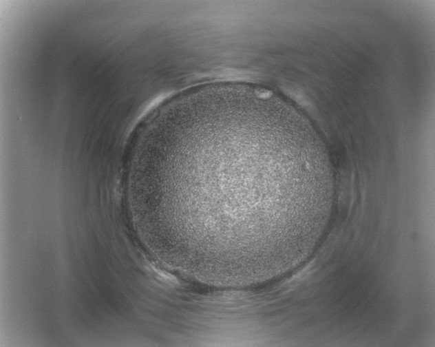 X0000067481163200604150008