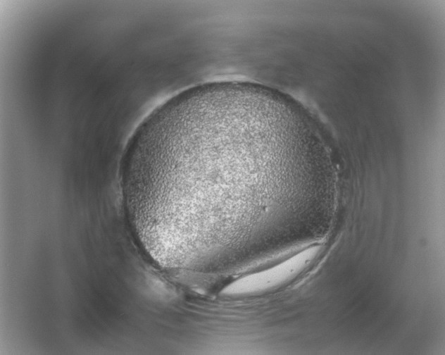 X0000067481167200604150008