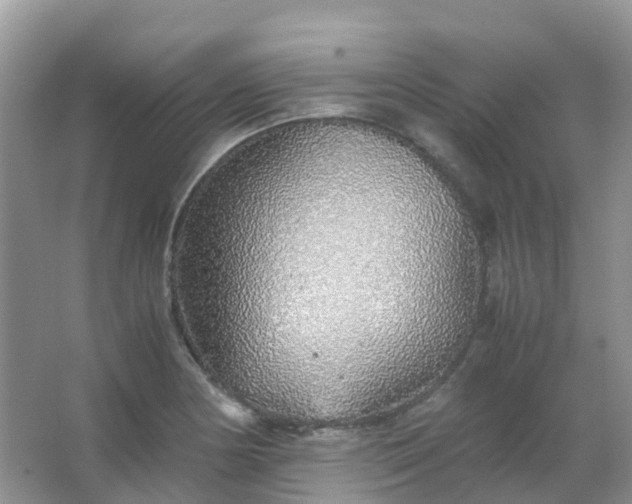 X0000067481178200604150008