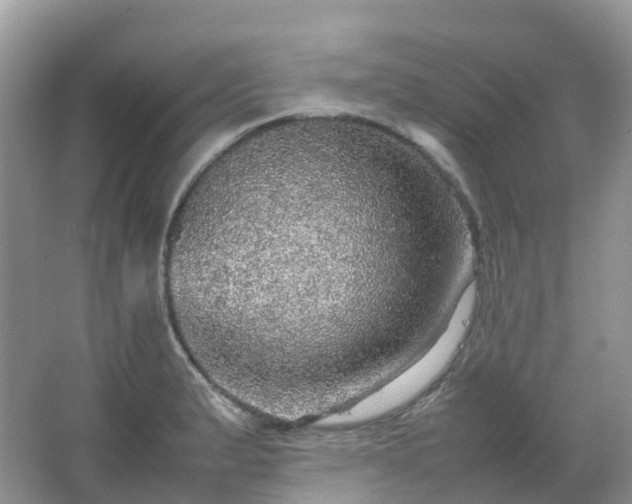 X0000067481183200604150008