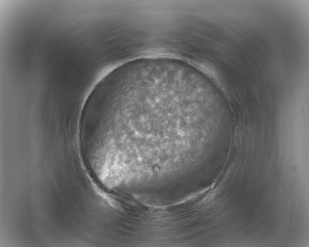 X0000067481231200604150008