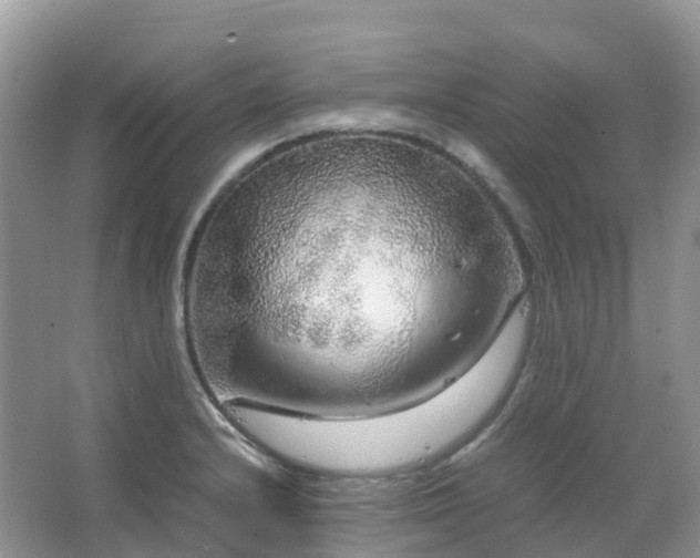 X0000067481232200604150008