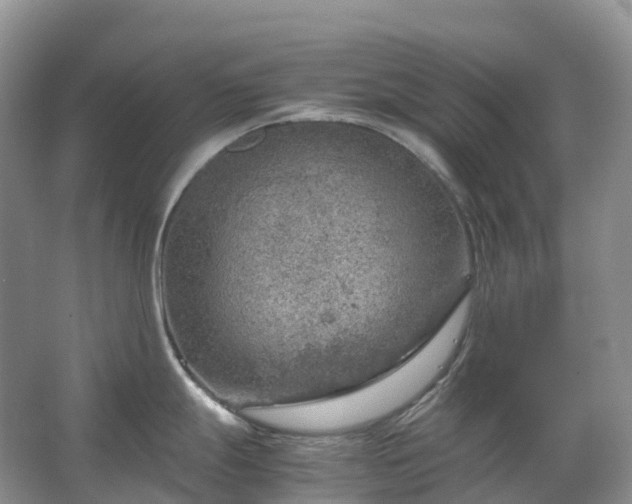 X0000067481247200604150008