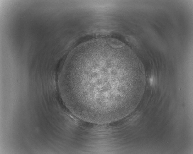 X0000067481252200604150007