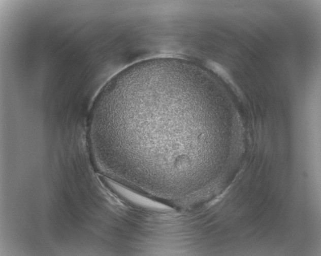 X0000067481260200604150007