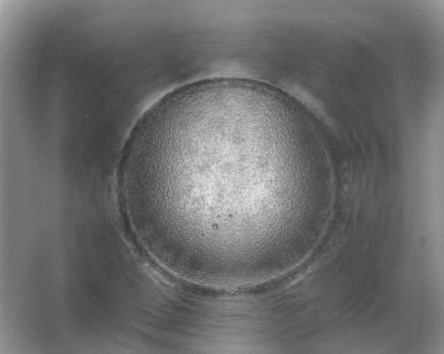 X0000067481264200604150007