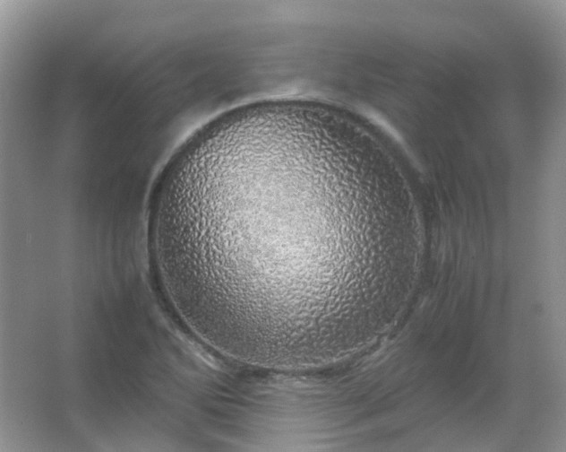 X0000067481270200604150007