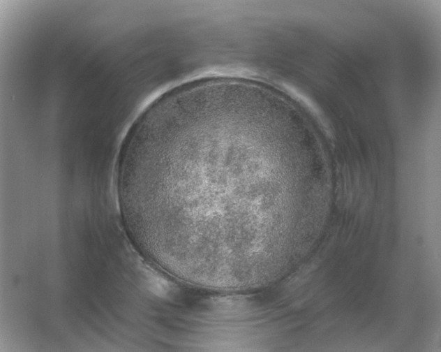 X0000067481272200604150007