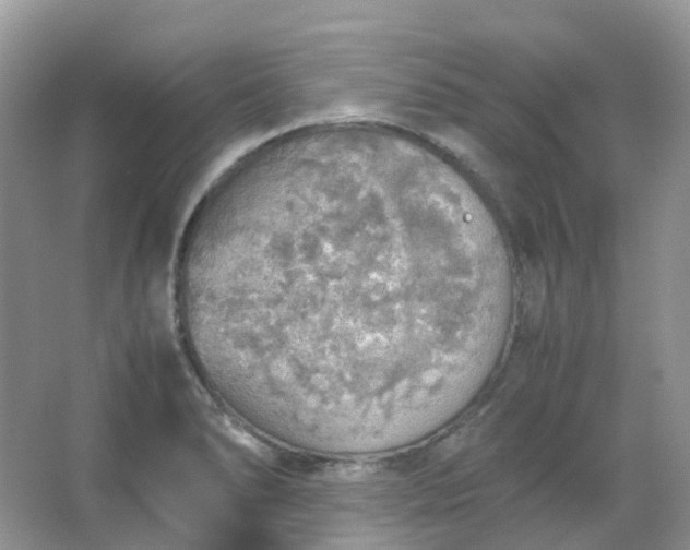 X0000067481278200604150007