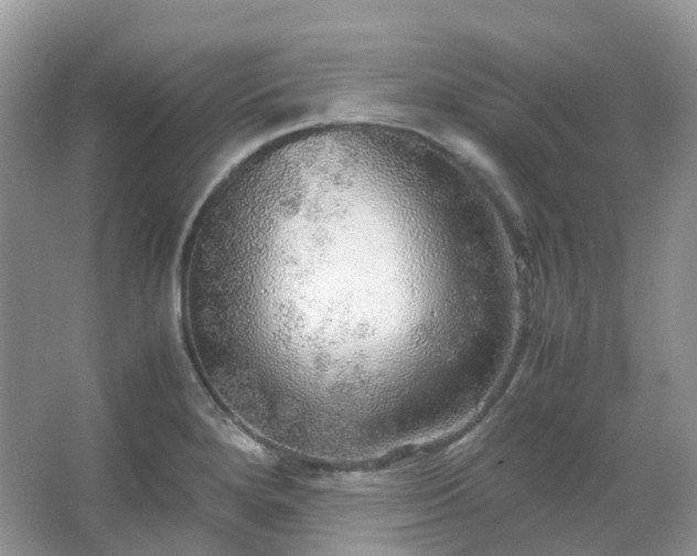 X0000067481280200604150007