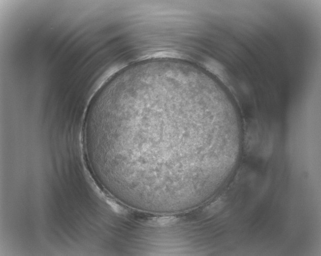 X0000067481282200604150006