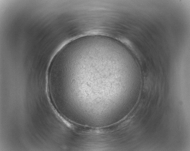 X0000067481286200604150006