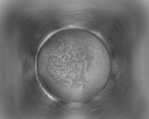 X0000067481294200604150006