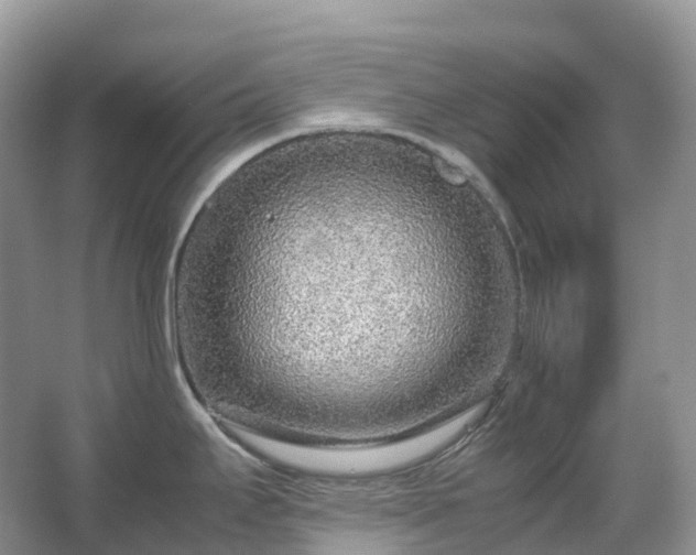 X0000067481295200604150006