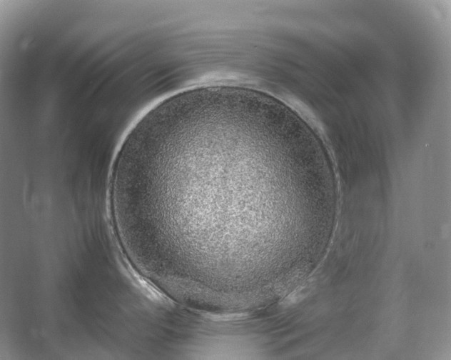 X0000067481296200604150006