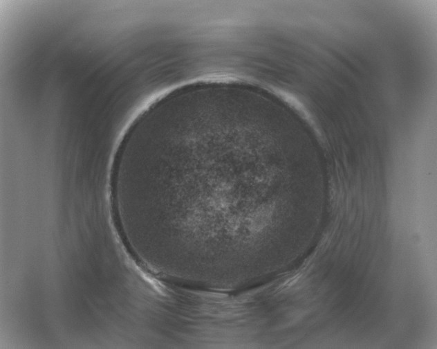 X0000067481327200604150006