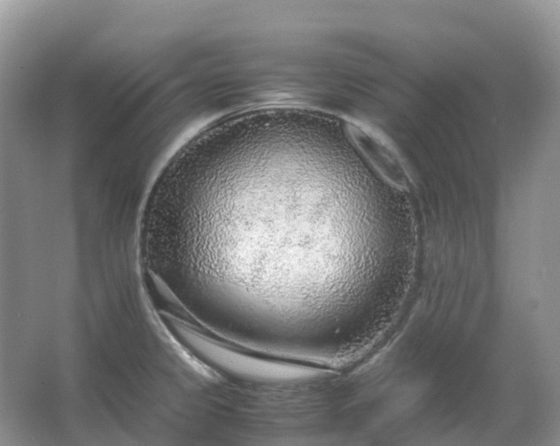 X0000067481333200604150006