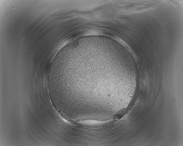 X0000067481337200604150006