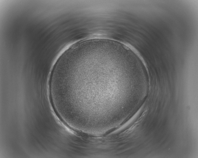 X0000067481341200604150006