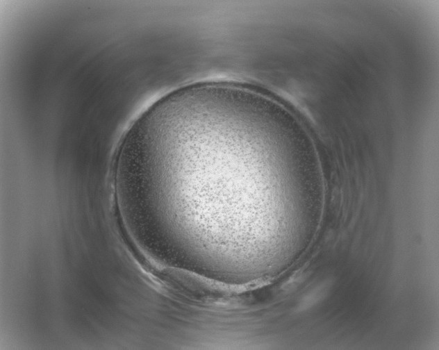 X0000067481367200604150005