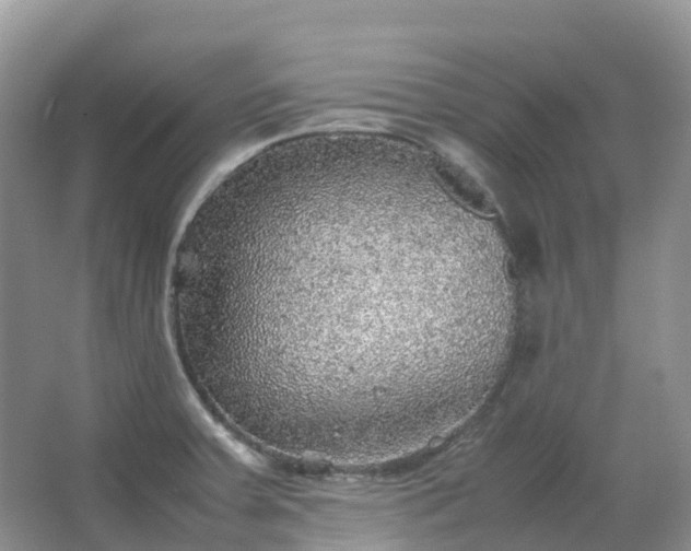 X0000067481379200604150005