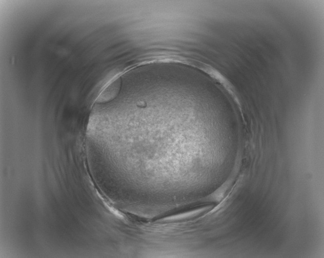 X0000067481385200604150005