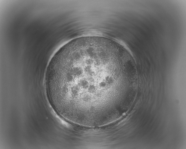 X0000067481387200604150005